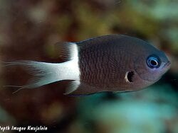 Bicolor Chromis