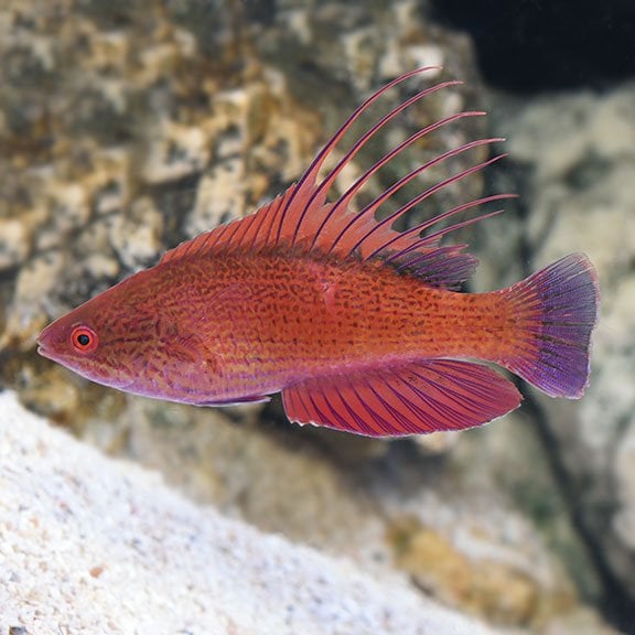 Red Fleasher  Wressa